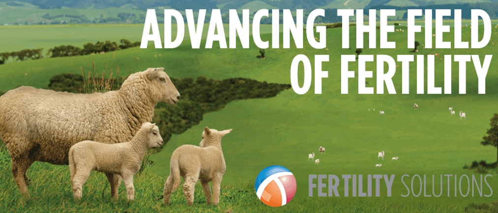 Improving ewe fertility