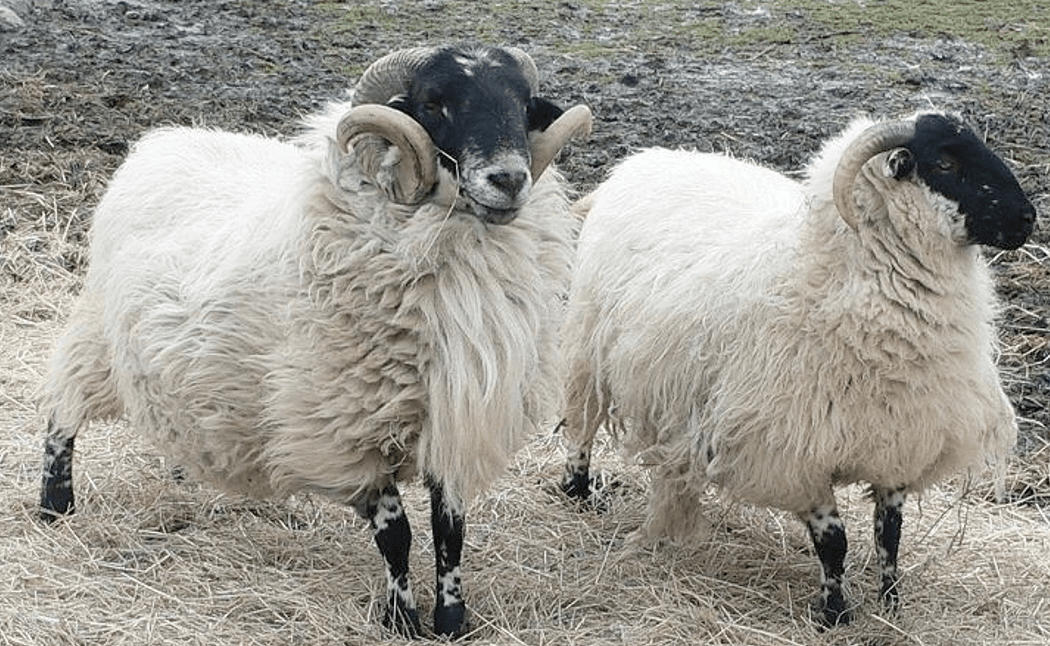Preparation for Tupping: How to achieve a high lambing yield