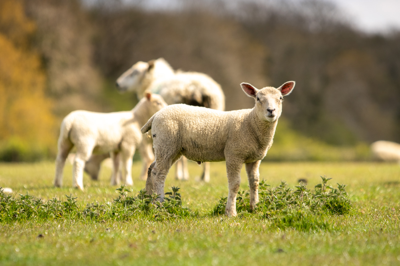 herd health