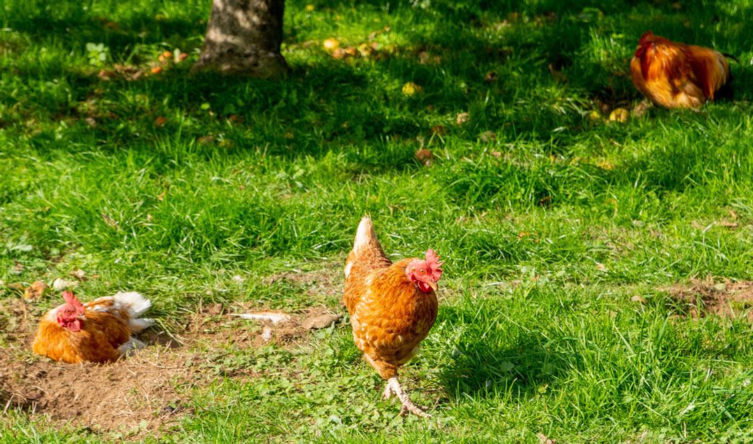 rooster