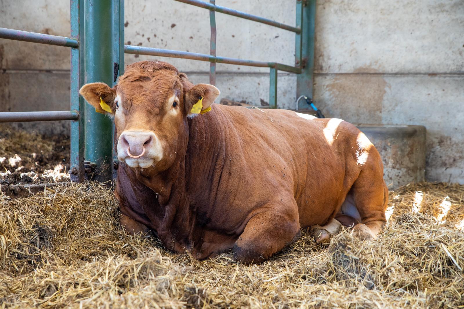 resting cow