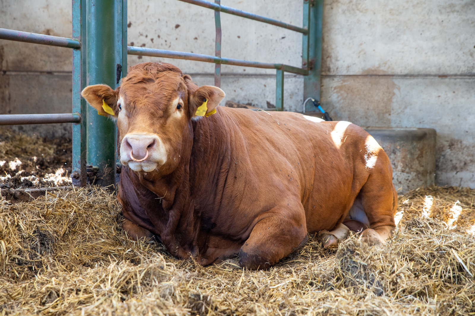 resting cow