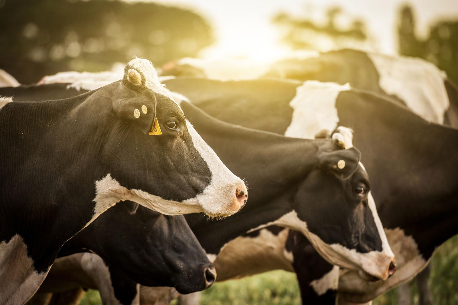 cows-in-sunlight
