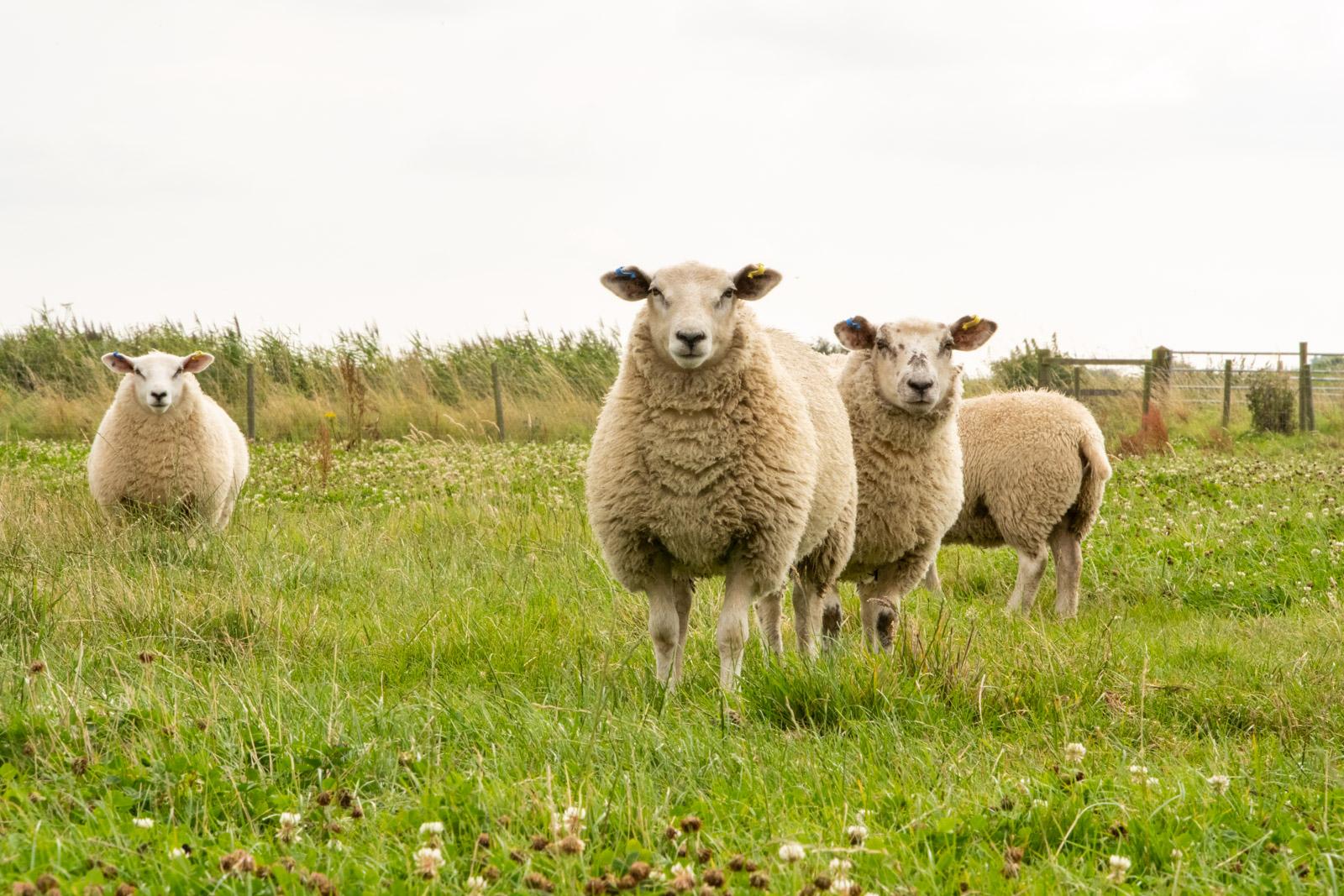 outdoor sheep