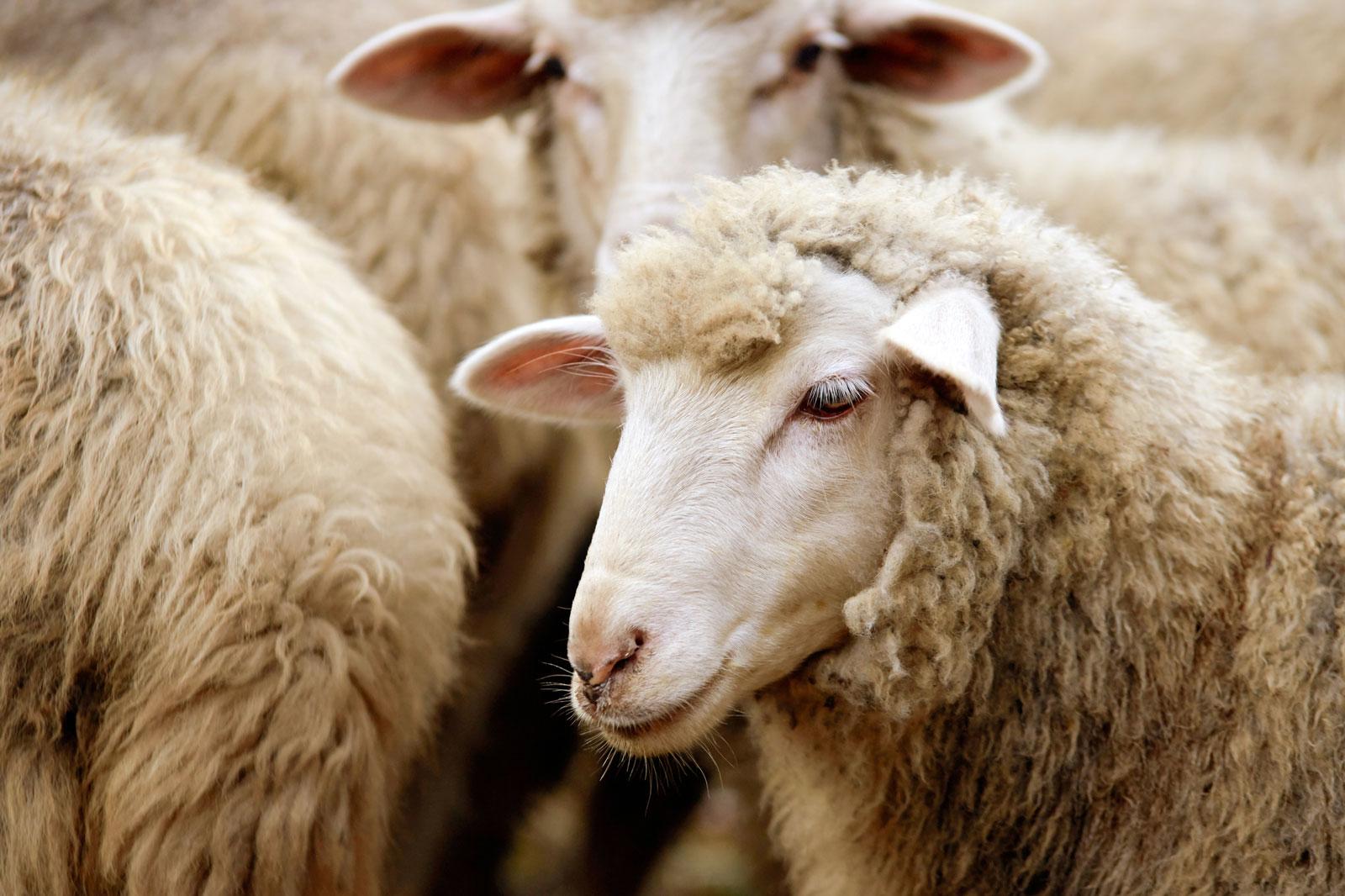 sheep-2