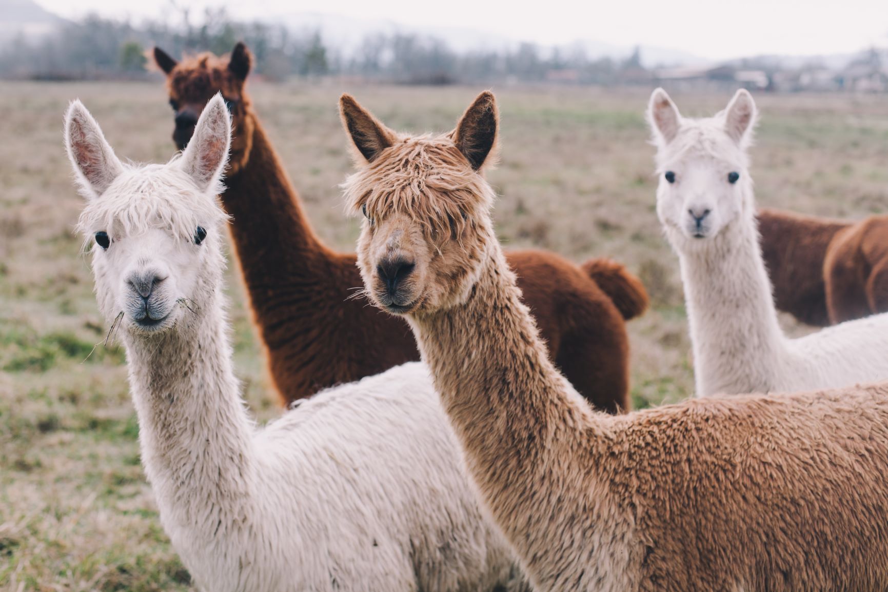 smallholder services page