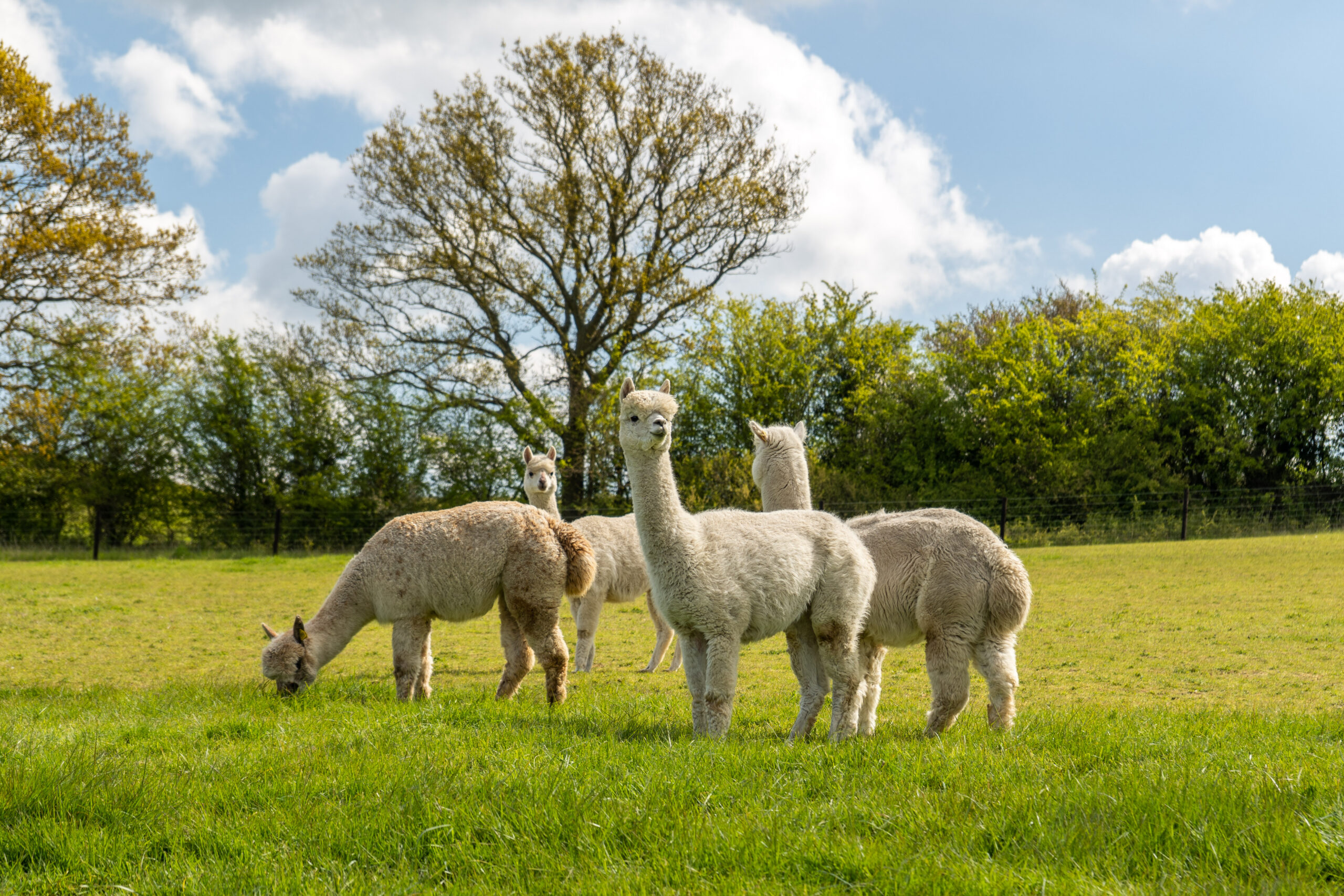 Camelid plasma banking